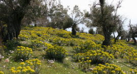 Gyldne blomster