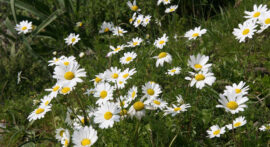Margueritter