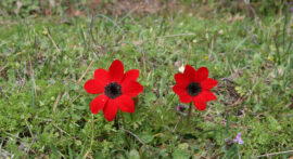 Røde blomster