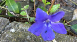 blomst